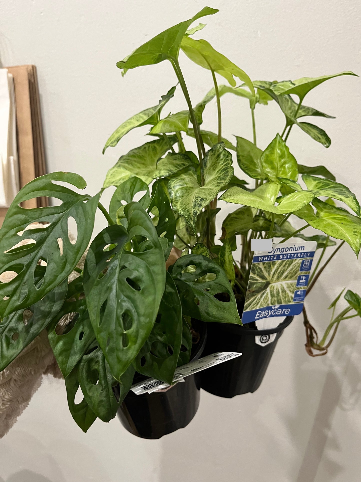 Mystery Plant